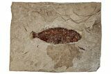 Miocene Fossil Fish (Undescribed) - Nebraska #262295-1